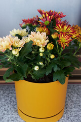 Blooming chrysanthemums on the windowsill. Fall hygge home decor on balcony.