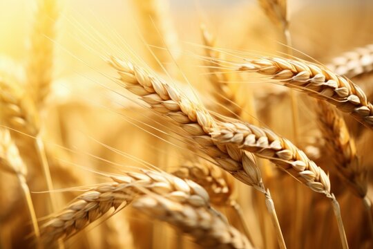 Rustic Barley wheat background. Generate Ai
