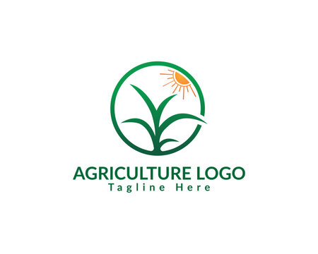 Abstract agriculture and seed plants logo design concept . Corn plant, rice plant, wheat plant, green leaf logo.