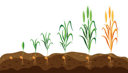 Vector illustration of wheat growth stages in cartoon style. Phases of germination of an agricultural plant in the ground from seeds to sprouts and ripening of wheat ears on a white background.