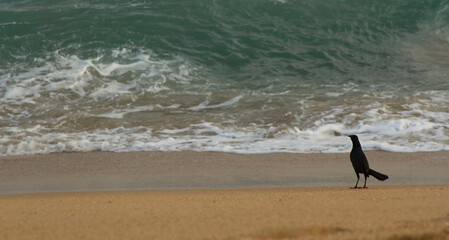 Cuervo en la orilla de la playa mirando las olas