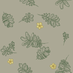 Silverweed with flowers and leaves. Argentina anserina, medicinal plant. Blossom wildflowers for wallpaper, textile, wrapping paper. Sketch style. Hand drawn vector seamless pattern - 646989157