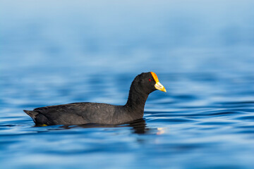 White winged coot, La Pampa province, Patagonia, Argentina.