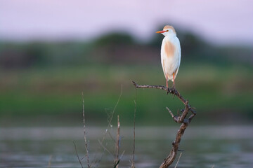 Cattle Egret, Bubulcus ibis, perched, La Pampa Province, Patagonia, Argentina