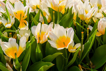 Obraz na płótnie Canvas Blooming tulip flowers in the Tulip Garden of Morahalom