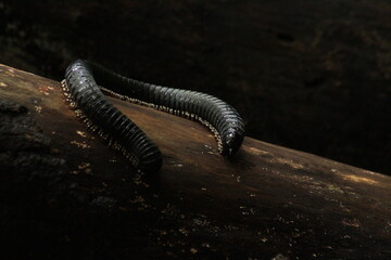 Black millipede in Sri Lanka