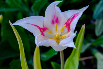 Blooming tulip flowers in the Tulip Garden of Morahalom