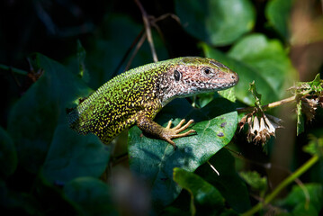 European green lizard in natural habitat (Lacerta viridis)