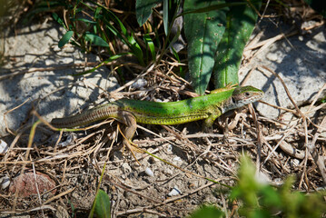 European green lizard without tail (Lacerta viridis)