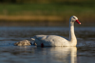 Fototapeta premium Coscoroba swan with cygnets swimming in a lagoon , La Pampa Province, Patagonia, Argentina.