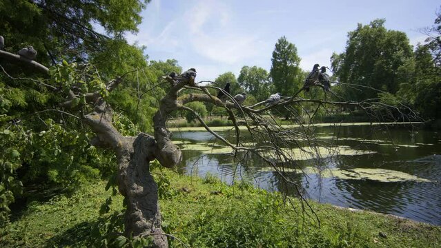 Pidgins Gathered In Tree Near Pond - England