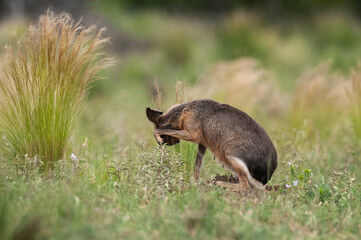 Patagonian cavi in grassland environment , La Pampa Province, Patagonia , Argentina