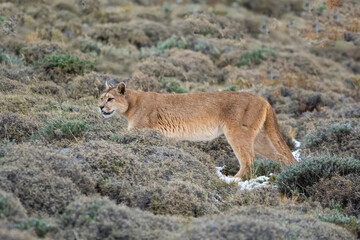 Puma walking in mountain environment, Torres del Paine National Park, Patagonia, Chile.