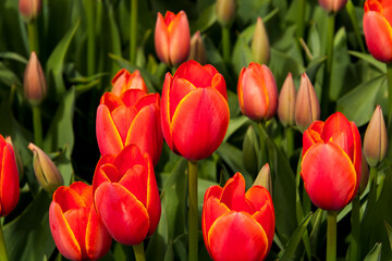 Blooming tulip flowers in the Tulip Garden of Morahalom