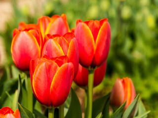 Blooming tulip flowers in the Tulip Garden of Morahalom