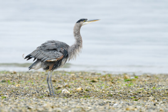 Great Blue Heron on a pebble beach shaking its feathers against ocean
