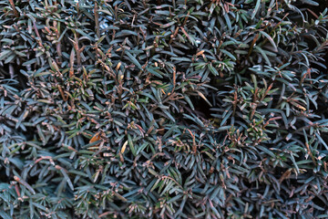 dark green leafy bush texture