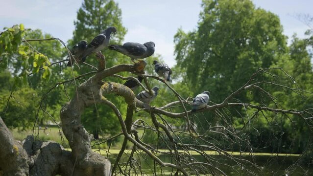 Tracking Shot of Pidgins Gathering In Bare Tree