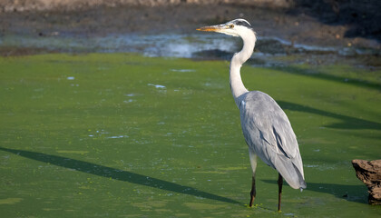 Fototapeta premium A Great Blue Heron looking for food in a water hole