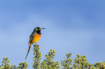 A male honey sucker perched on the tip of a tree