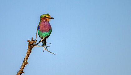 A beautiful Lilac breasted roller. on a branch