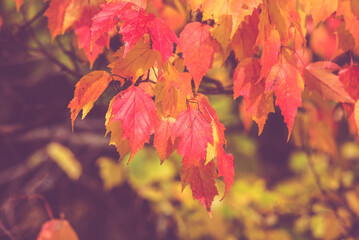 Autumn background-red leaves in the city Park

