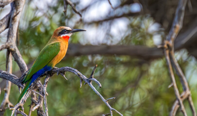 Red-throated bee-eater sitting on a branch