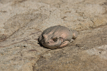 Canyon Treefrog Camouflaged On Sandstone Rock