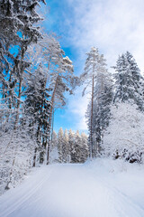 Road through the snowy forest in sunny day. Landscape, nature of Latvia. Ogre national park Zalie kalni - Green mountains