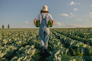 Woman farmer in uniform working in cabbage field during harvest. Agricultural activity