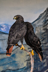 Eagle