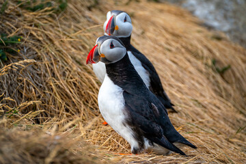atlantic puffin or common puffin