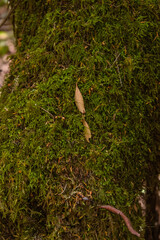 Flora en la Isla de la Gomera.