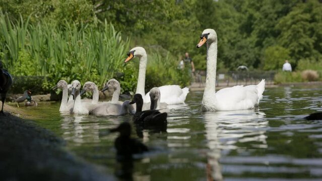 Close up of Family of Swans in Pond