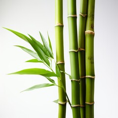 A close-up of a vibrant green bamboo plant against a clean white background