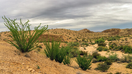 Ocotillo growing along desert trail