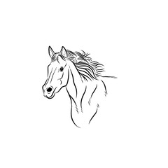 Fototapeta na wymiar horse isolated on white, black and white horse vector for children's book design