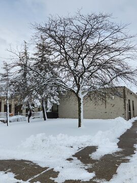 tree in snow