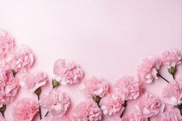 Blooming Carnations in Top View on Pink Background - Spring White Flora Flower Blossom - obrazy, fototapety, plakaty