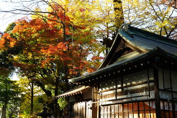 Fototapeta premium うさぎ、ウサギ、兎、調神社、神社、埼玉県、うさぎ神社、日本、神道、建物、狛うさぎ、彫刻、石像、動物、建物、参拝、初詣、お祈り、詣で、信仰、