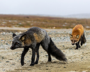red fox vulpes