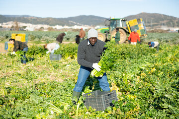 African-american man harvesting celery on vegetable field with co-workers.