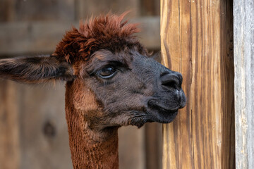Fototapeta premium Alpaca