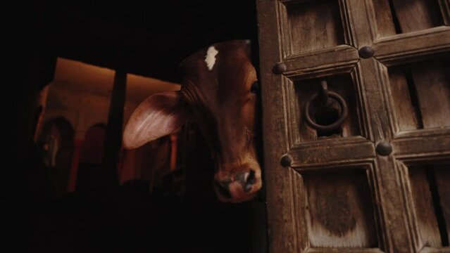 A cute young curious brown cow stands alone behind the doorway and funny sticks her muzzle out from behind the old wooden door in old indian city street