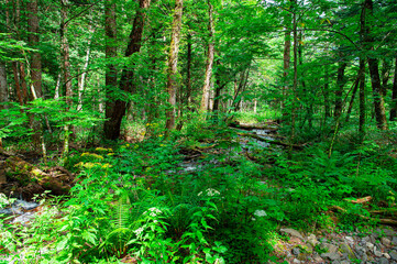 Fototapeta premium 上高地 長野