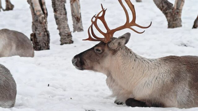 A reindeer or caribou (Rangifer tarandus) with amazing network of Antelopes over her head.