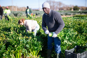 Confident man engaged in cultivation of organic vegetables, arranging crop of ripe celery in boxes...