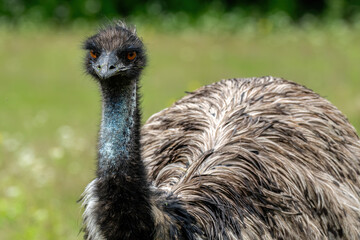 Emu