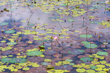 Lake With Lotos Flowers, pond with pink blooming flowers