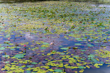 Lake With Lotos Flowers, pond with pink blooming flowers